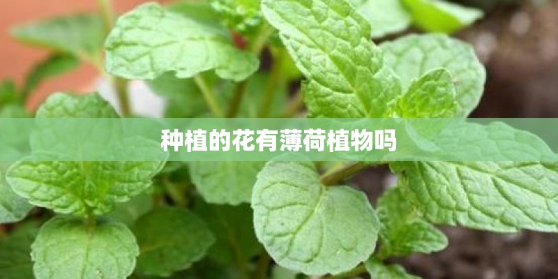 种植的花有薄荷植物吗
