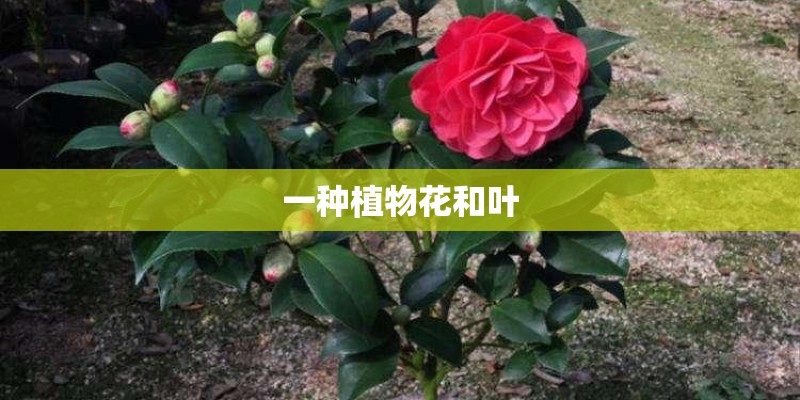 一种植物花和叶