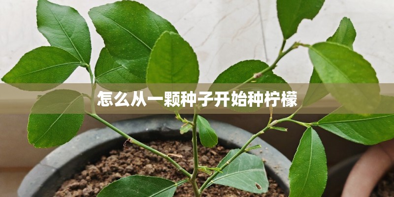 怎么从一颗种子开始种柠檬