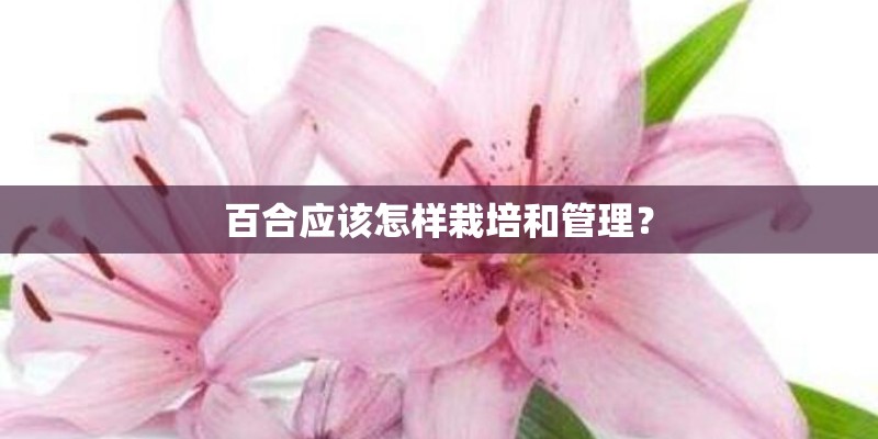 桂花应该怎么种植啊？