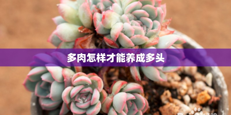 多肉怎样才能养成多头 多肉怎样才能养成多头