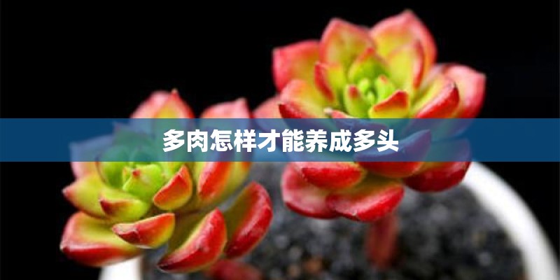 多肉怎样才能养成多头 多肉怎样才能养成多头