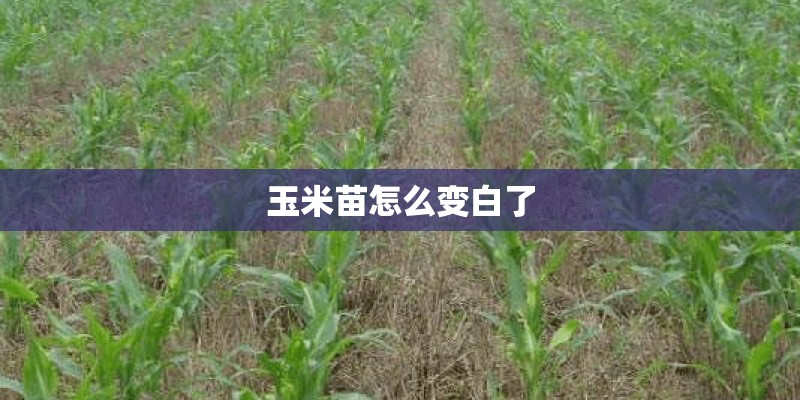 玉米苗怎么变白了