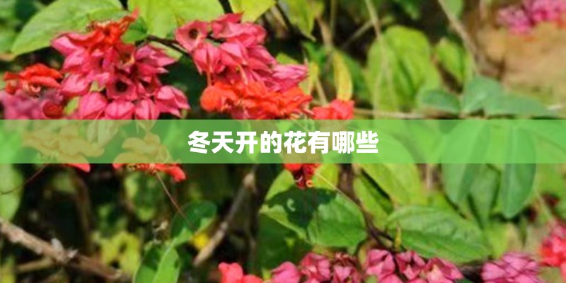 冬天开的花有哪些