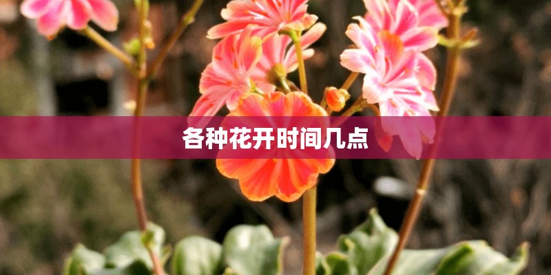 各种花开时间几点