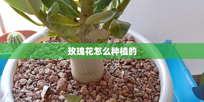 玫瑰花怎么种植的