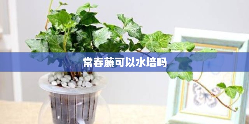 常春藤可以水培吗