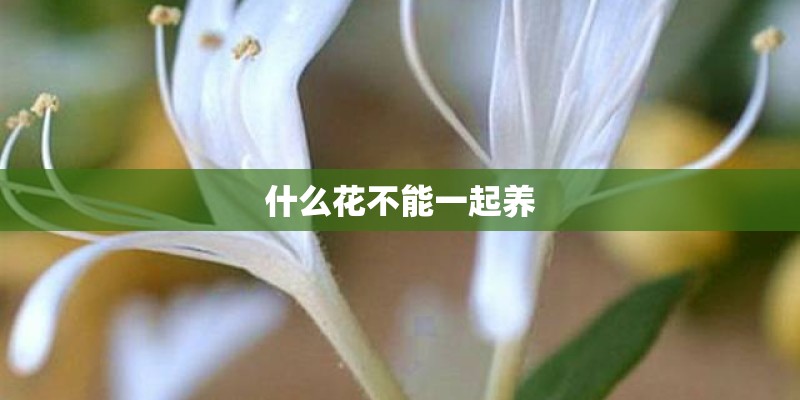 什么花不能一起养