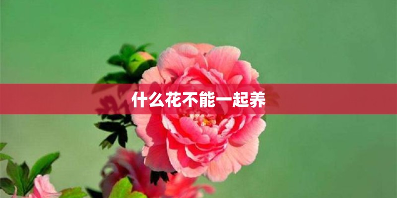 什么花不能一起养