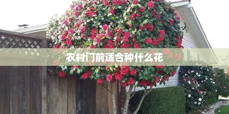 农村门前适合种什么花