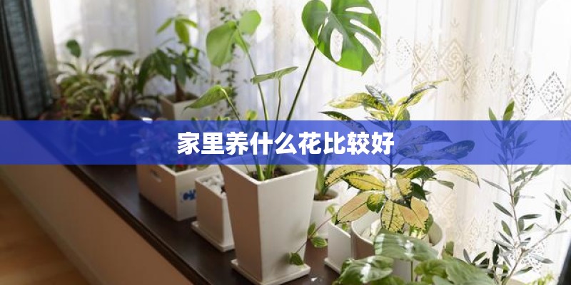 家里养什么花比较好