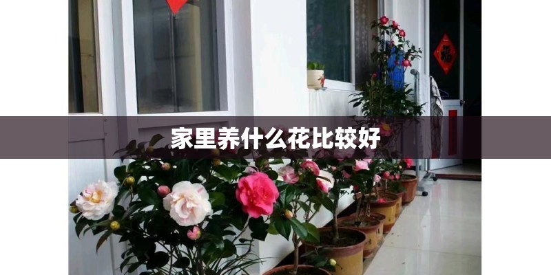 家里养什么花比较好