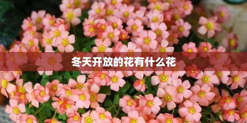 冬天开放的花有什么花
