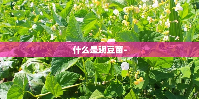 什么是豌豆苗-