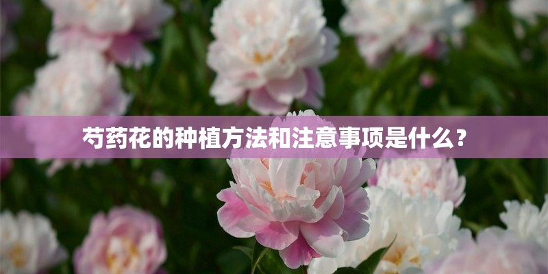 芍药花的种植方法和注意事项是什么？