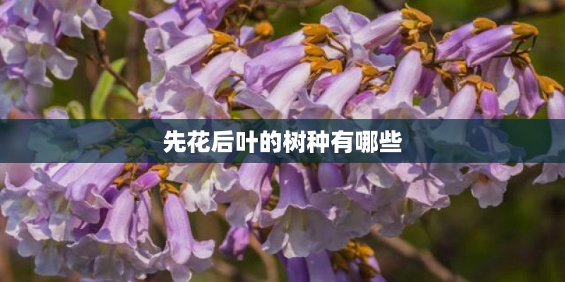 先花后叶的树种有哪些