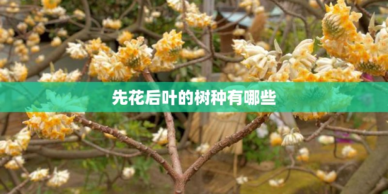 先花后叶的树种有哪些