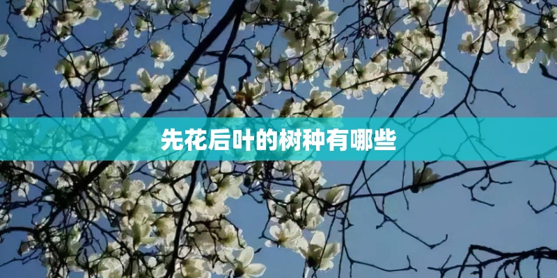 先花后叶的树种有哪些