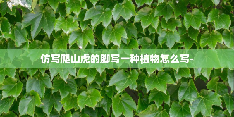 仿写爬山虎的脚写一种植物怎么写-
