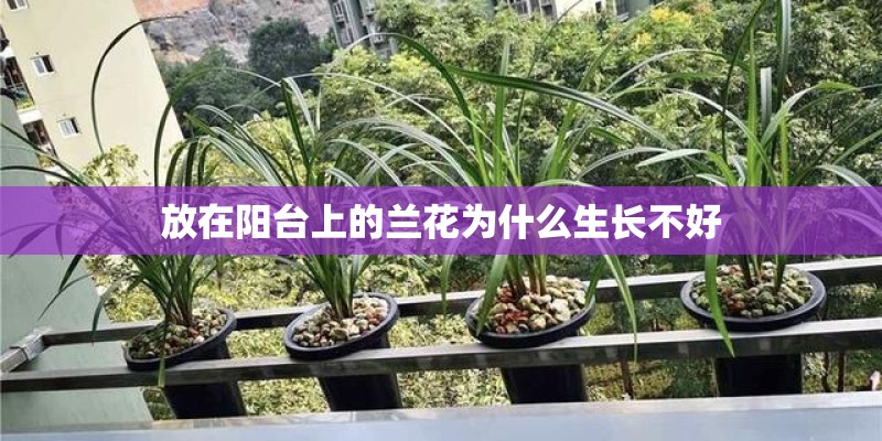 放在阳台上的兰花为什么生长不好