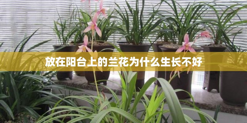 放在阳台上的兰花为什么生长不好