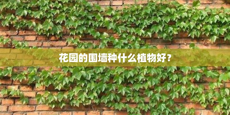 花园的围墙种什么植物好？