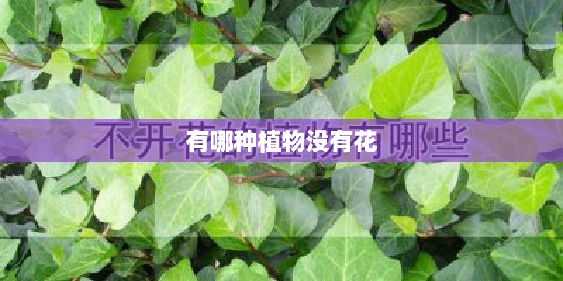 有哪种植物没有花