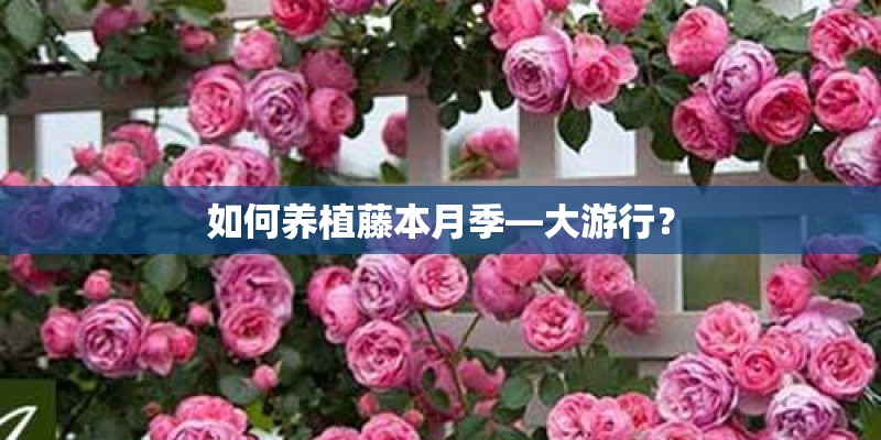如何养植藤本月季—大游行？