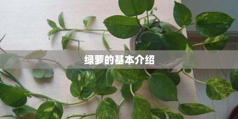 绿萝的基本介绍