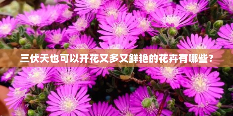 三伏天也可以开花又多又鲜艳的花卉有哪些？