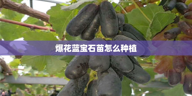 爆花蓝宝石苗怎么种植