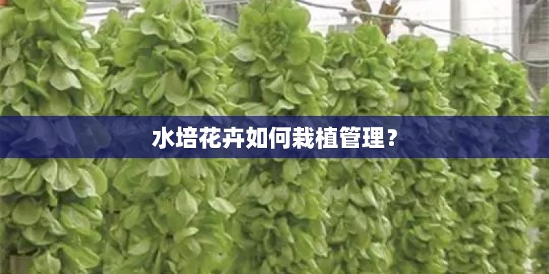 水培花卉如何栽植管理？
