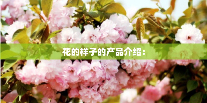 花的样子的产品介绍：
