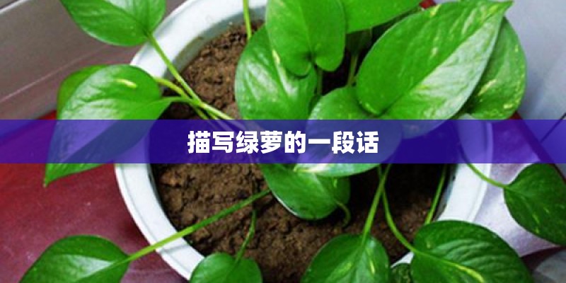 描写绿萝的一段话