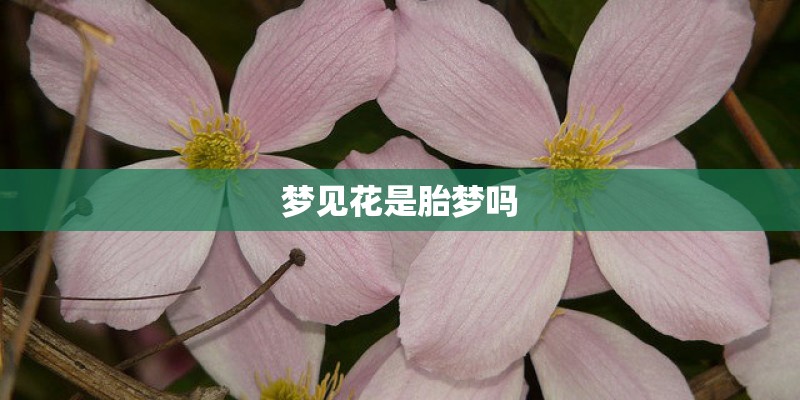 梦见花是胎梦吗 梦见花是胎梦吗