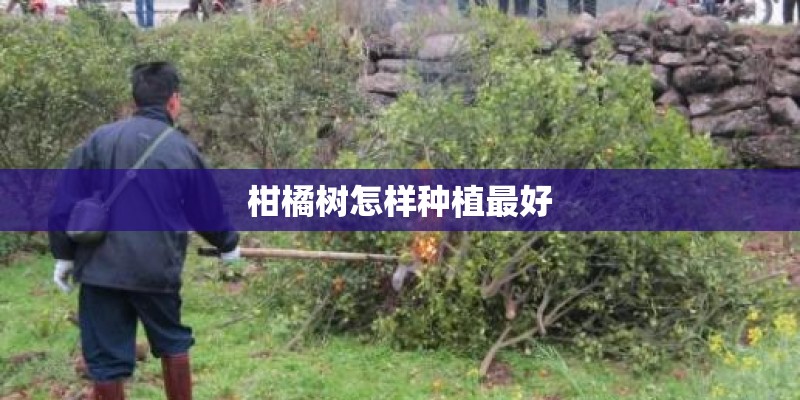 柑橘树怎样种植最好