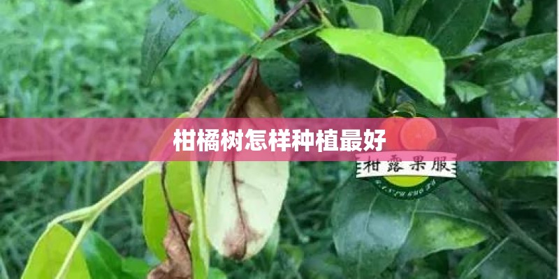柑橘树怎样种植最好
