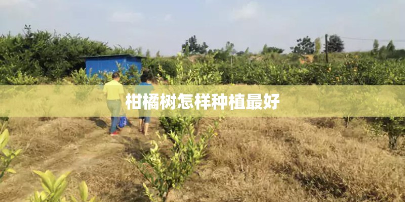 柑橘树怎样种植最好
