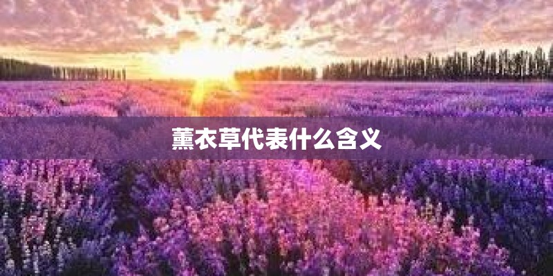 薰衣草代表什么含义