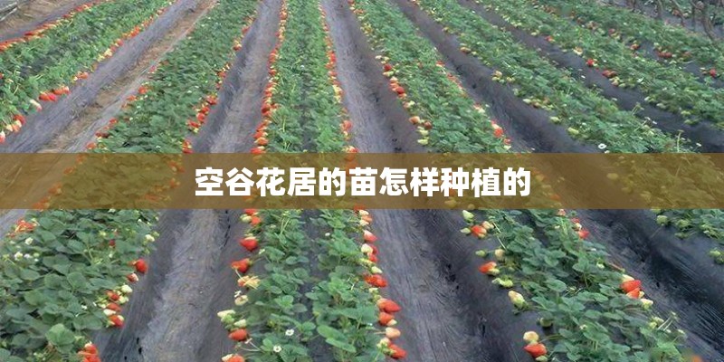 空谷花居的苗怎样种植的