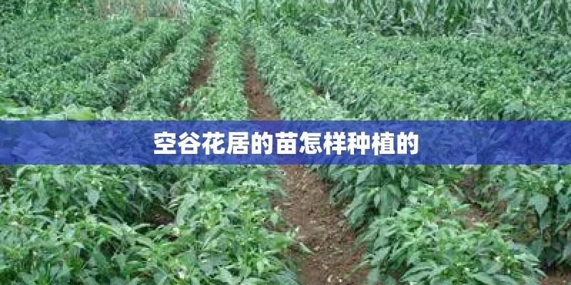 空谷花居的苗怎样种植的