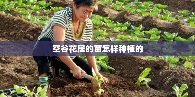 空谷花居的苗怎样种植的