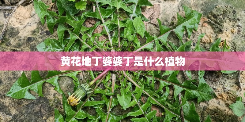 黄花地丁婆婆丁是什么植物