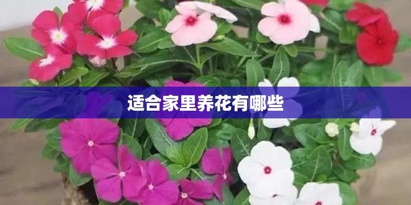 适合家里养花有哪些