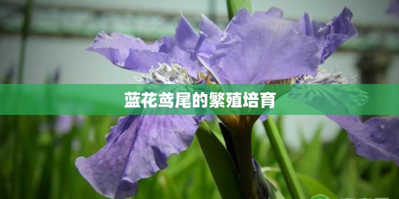 美国红火箭紫薇的品种介绍