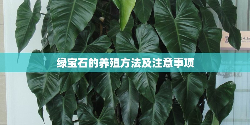 绿宝石的养殖方法及注意事项