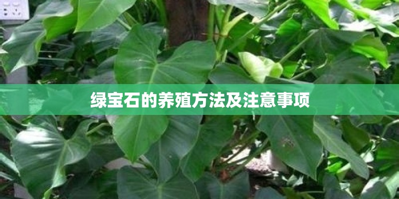 绿宝石的养殖方法及注意事项