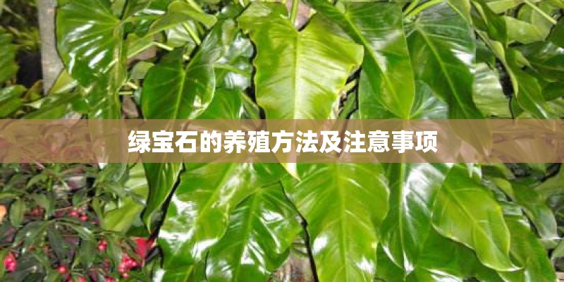 绿宝石的养殖方法及注意事项