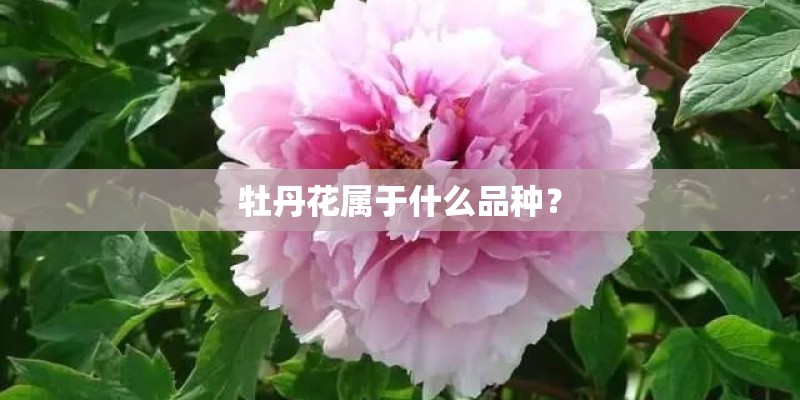 怎样做好鸡苗育雏？