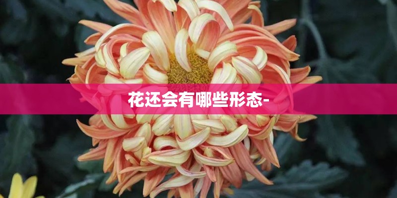 花还会有哪些形态-